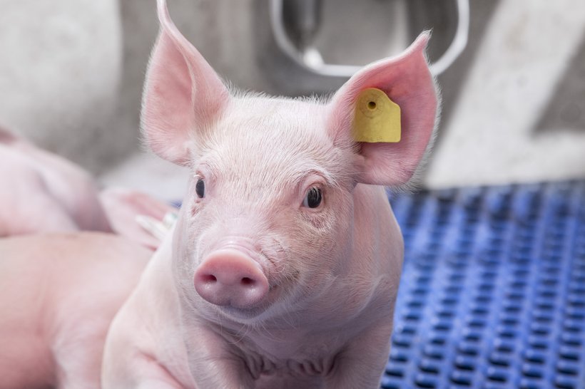 New Hypor Libra* Sow Reduces Labor Costs, Increases Profitability
