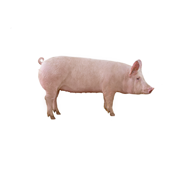 Large White 390x400 PNG.png
