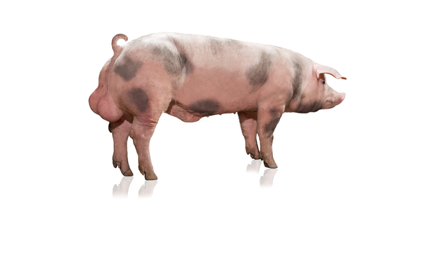 Maxter 390 x 400 PNG.png